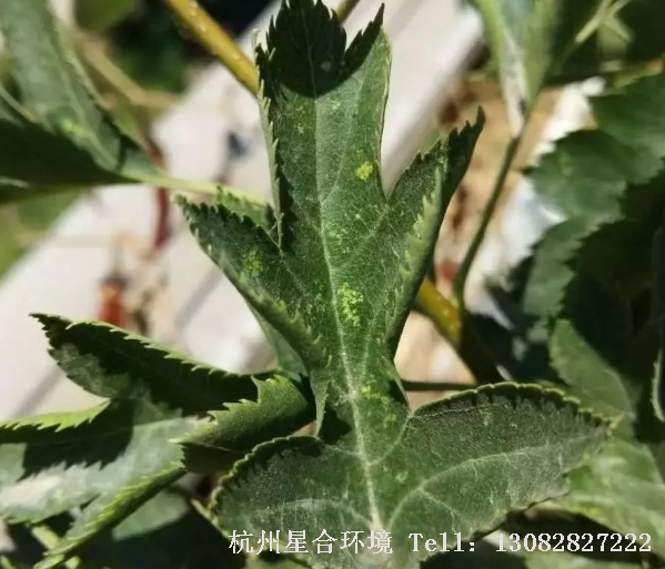 对植物庭院养护不当时容易产生虫害，比如说高温干旱环境易发生红蜘蛛虫害。虫害严重时会破坏花卉主干或主枝的输导组织，造成植株萎蔫或枯死