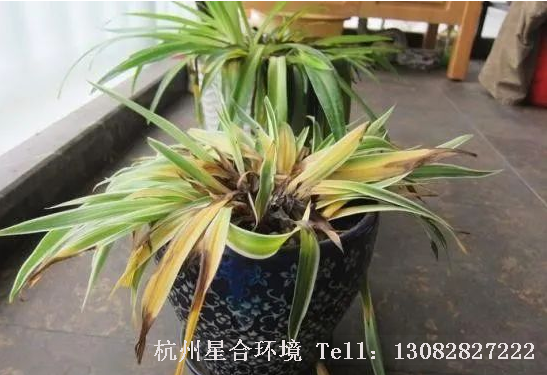 庭院养护-肥蔫表现症状