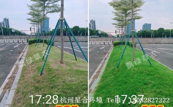 绿化养护喷施飘绿草衣，可以立马变绿。草衣富含海藻提取物，快速复绿同时能够逐步被草坪吸收作为叶面肥使用，安全高效。