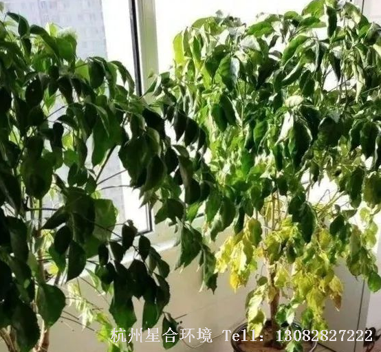 庭院养护植物养护缺水不行，但是浇水过多会适得其反。
