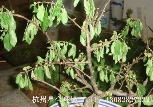 庭院养护-旱蔫表现症状