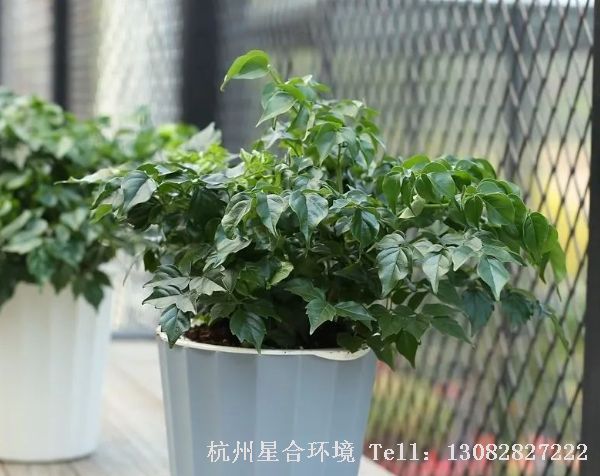 家里绿植在过年是最多的，如何进行庭院养护，让之更持久是大多数人最头疼的事情。