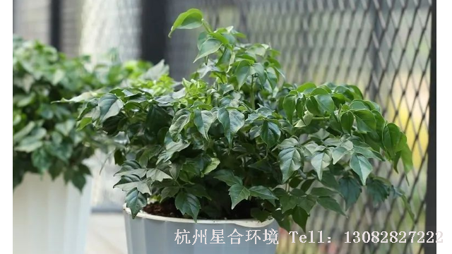 庭院养护