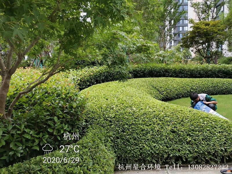 园林绿化养护中红叶石楠施肥后效果