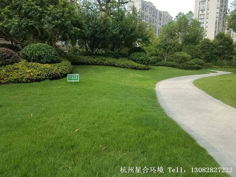 园林绿化养护中草坪修剪后效果