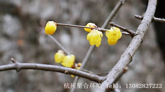 公园养护