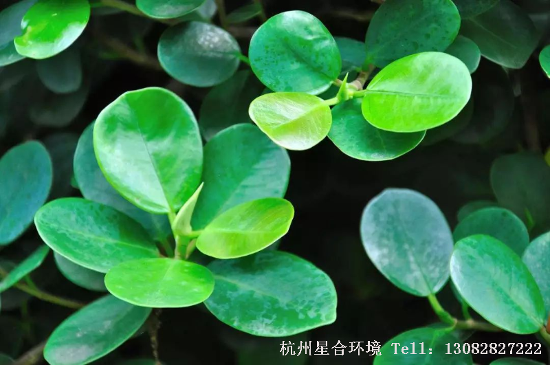 绿化设计