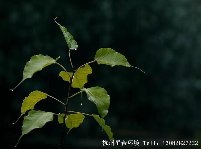 绿化设计