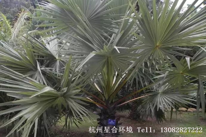 绿化设计
