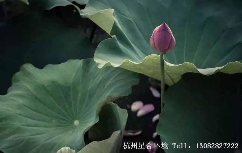 绿化设计