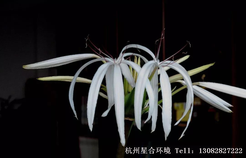 绿化设计