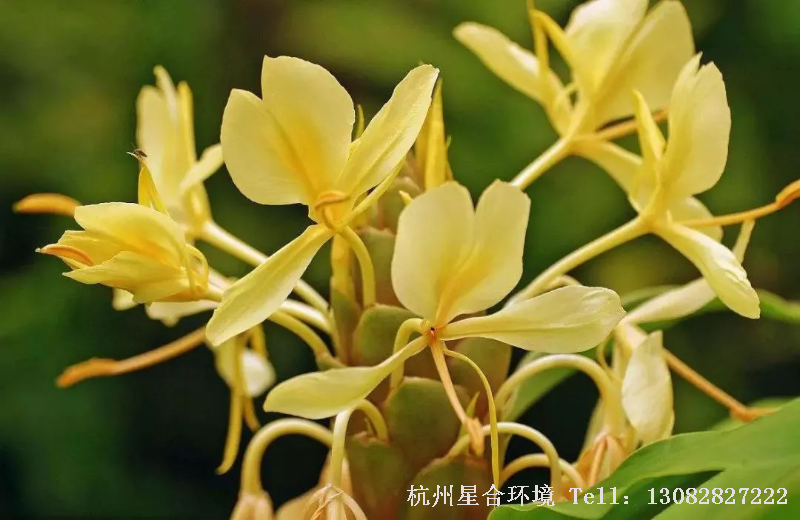 绿化设计
