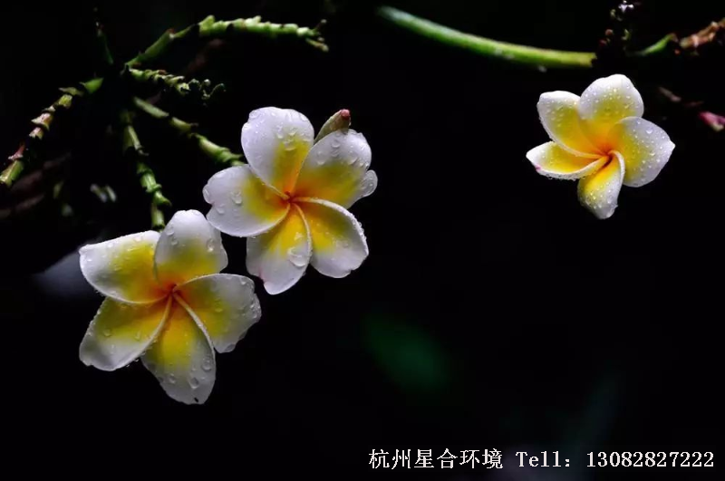 绿化设计