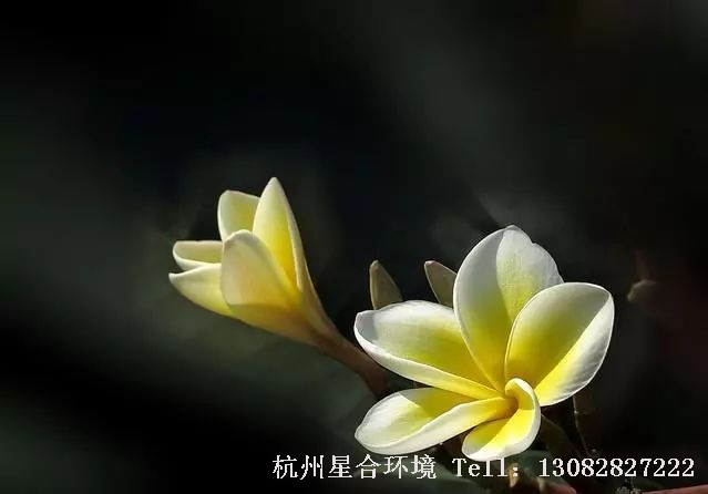 绿化设计