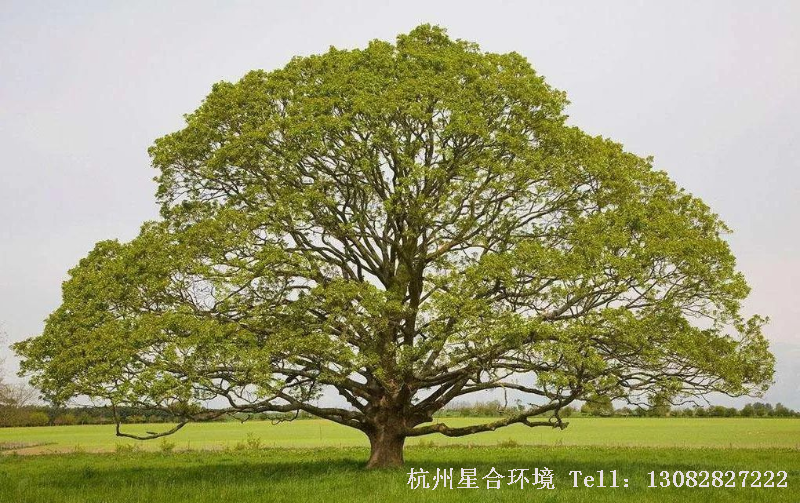 绿化设计