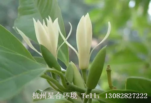 绿化设计