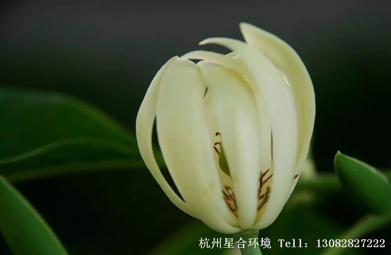 绿化设计
