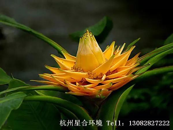 绿化设计