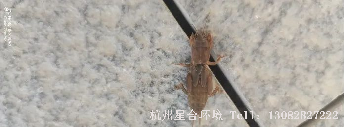 绿化养护