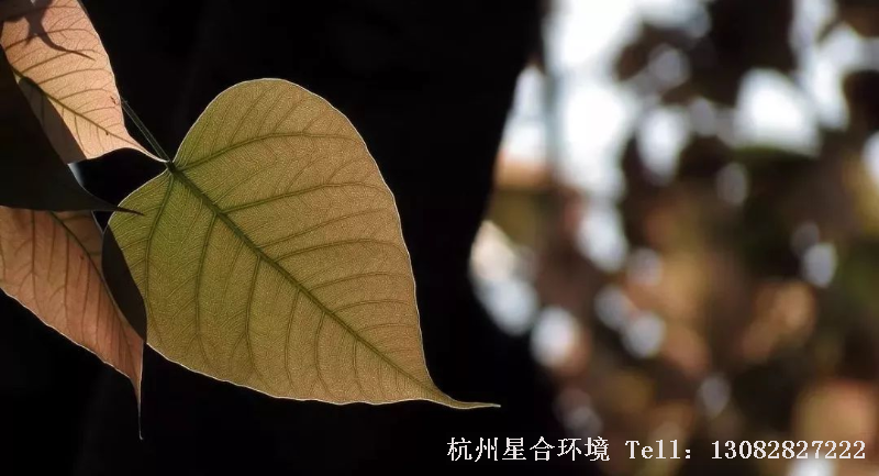 绿化设计