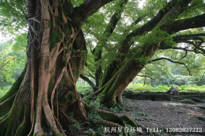绿化设计