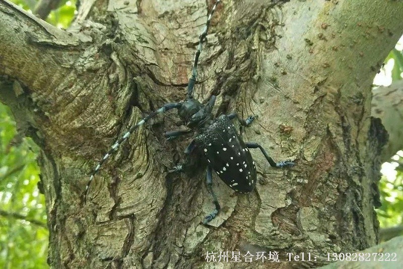 绿化养护