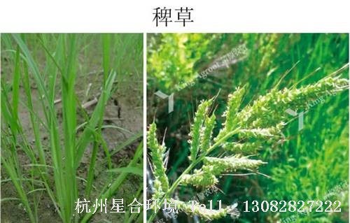 这些绿化养护中的杂草图谱你认识多少？
