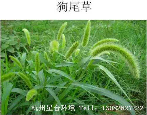 这些绿化养护中的杂草图谱你认识多少？