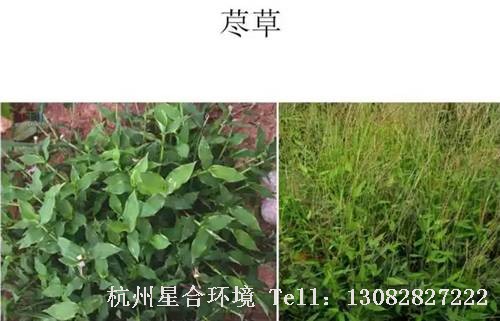 这些绿化养护中的杂草图谱你认识多少？