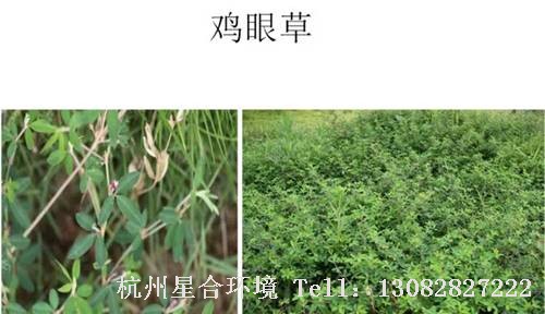 这些绿化养护中的杂草图谱你认识多少？