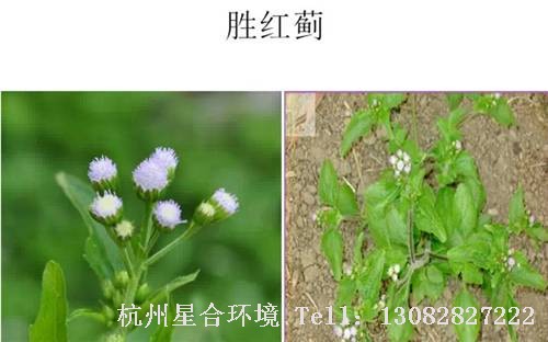 这些绿化养护中的杂草图谱你认识多少？