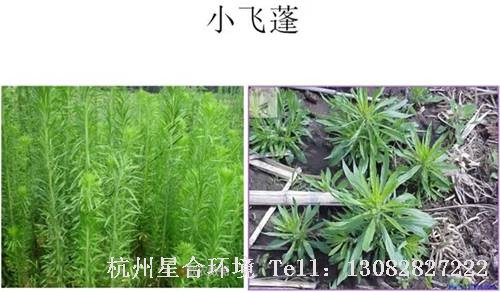 这些绿化养护中的杂草图谱你认识多少？