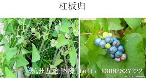 这些绿化养护中的杂草图谱你认识多少？