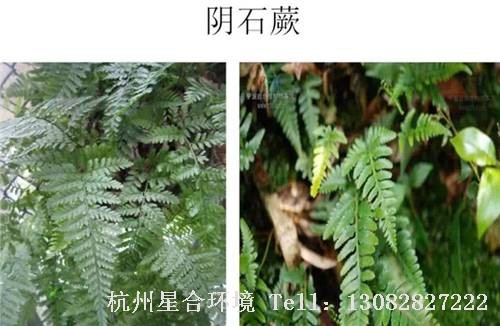 这些绿化养护中的杂草图谱你认识多少？