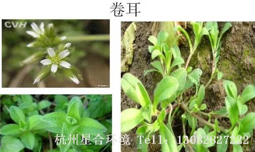 这些绿化养护中的杂草图谱你认识多少？