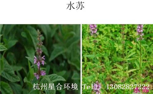 这些绿化养护中的杂草图谱你认识多少？