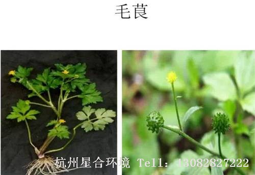 这些绿化养护中的杂草图谱你认识多少？