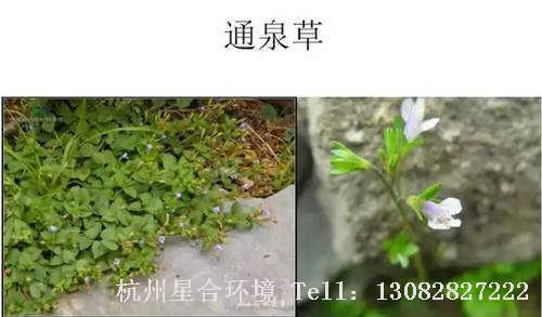 这些绿化养护中的杂草图谱你认识多少？
