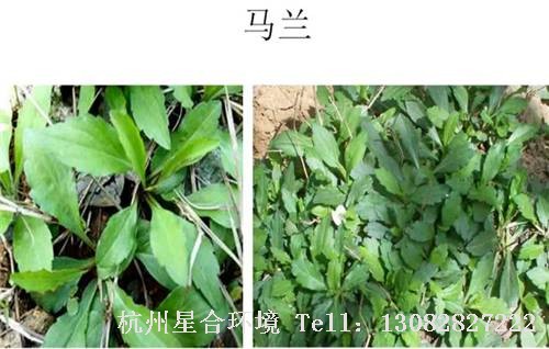 这些绿化养护中的杂草图谱你认识多少？