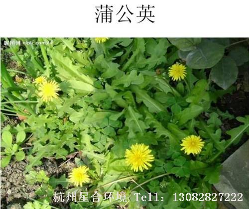 这些绿化养护中的杂草图谱你认识多少？