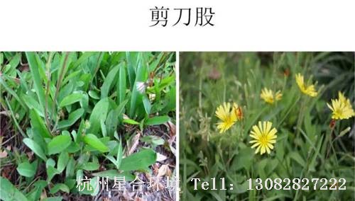 这些绿化养护中的杂草图谱你认识多少？