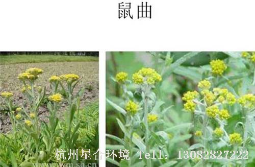 这些绿化养护中的杂草图谱你认识多少？