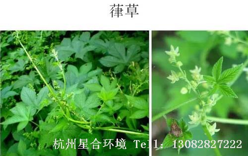这些绿化养护中的杂草图谱你认识多少？