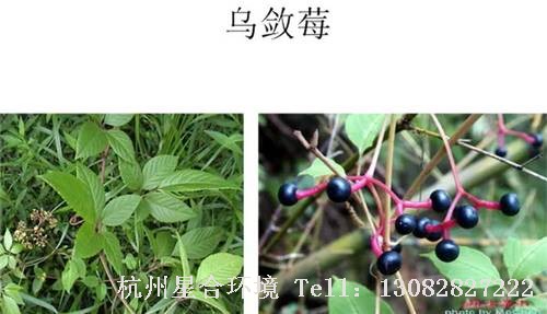 这些绿化养护中的杂草图谱你认识多少？