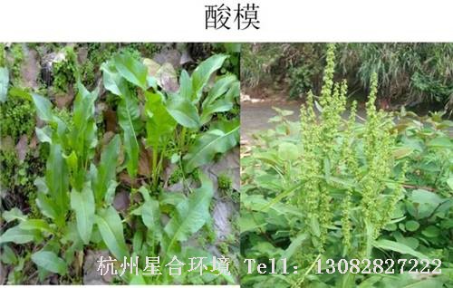 这些绿化养护中的杂草图谱你认识多少？