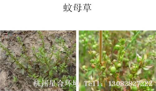 这些绿化养护中的杂草图谱你认识多少？