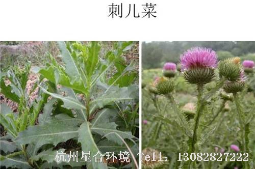 这些绿化养护中的杂草图谱你认识多少？