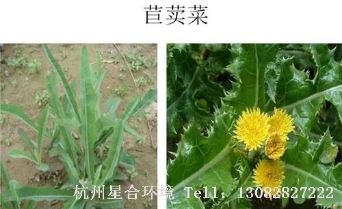 这些绿化养护中的杂草图谱你认识多少？