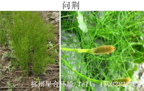 这些绿化养护中的杂草图谱你认识多少？