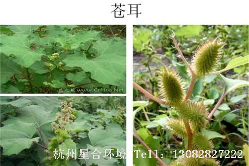这些绿化养护中的杂草图谱你认识多少？